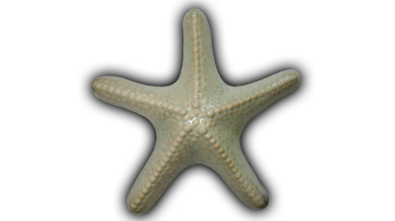 xl starfish