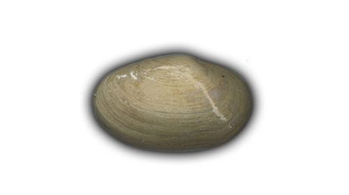 small quahog shell